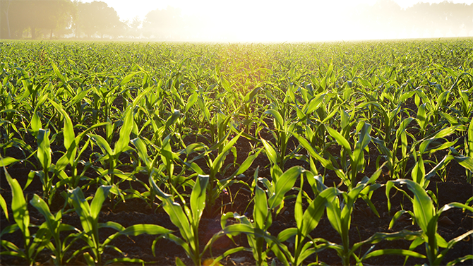 The sun sets over a corn field of bright green on the Monument Dairy Farm where they produce fresh Vermont milk