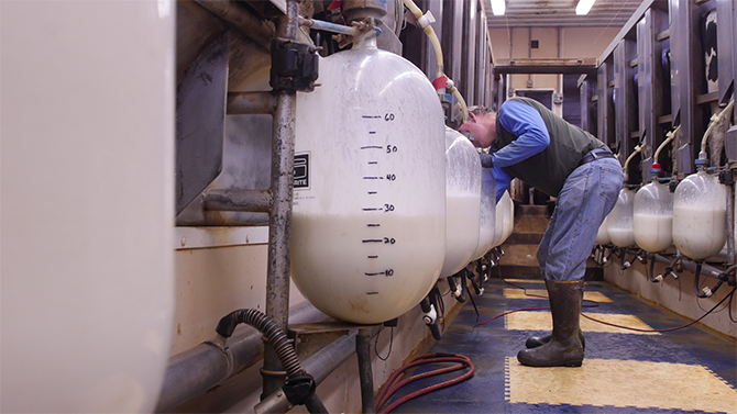 A milker inspects large glass containers of milk on Monument Dairy Farm where they produce fresh Vermont milk