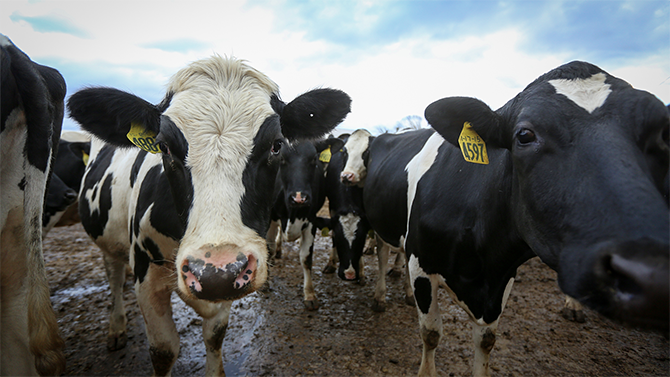 Two cows gaze curiously into the camera on Monument Dairy Farm where they produce fresh Vermont milk