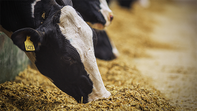 We see the close up side view of a cow happily eating grain on Monument Dairy Farm where they produce fresh Vermont milk