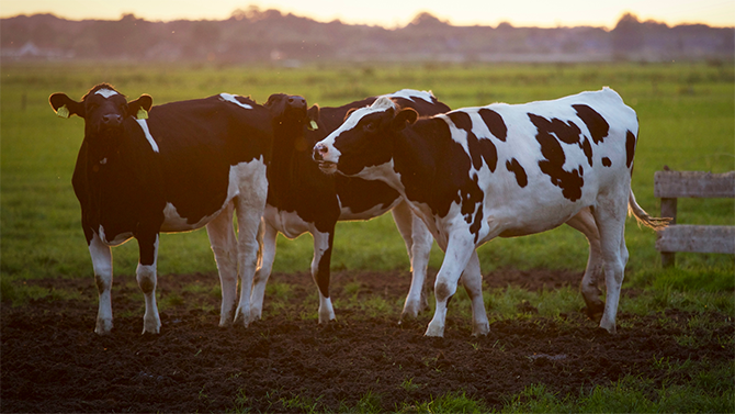 Three cows moo happily in a pasture on Monument Dairy Farm where they produce fresh Vermont milk