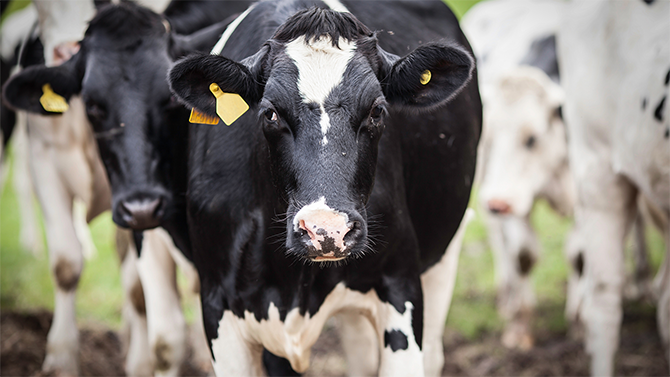 A beautiful black and white dairy cow looks into camera on Monument Dairy Farm where they produce fresh Vermont milk