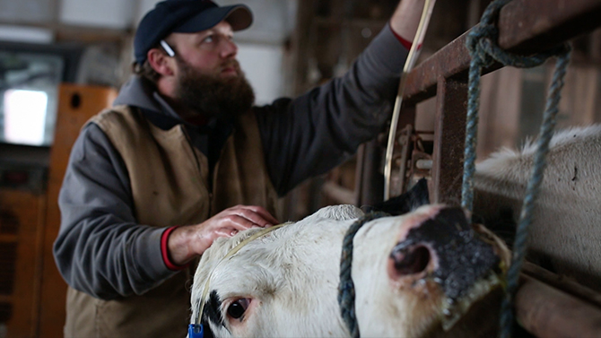 A farmer stands with his hand on the head of a dairy cow as she is being milked to produce fresh Vermont milk.