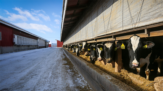 A line of black and white cows look up from their feed as they poke their heads out of the barn on Monument Dairy Farm where they produce fresh Vermont milk