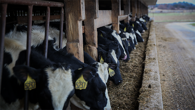 Line of cows poking their heads out of the barn at Monument Dairy Farm. How is milk made?